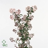 Deutzia x hybrida 'Mont Rose'