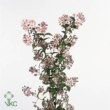 Deutzia x hybrida 'Mont Rose'