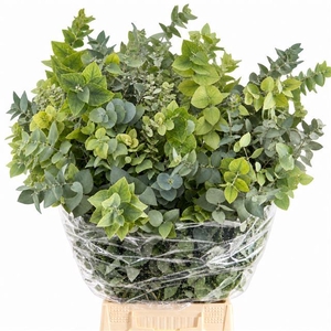 Euc. Stuartiana Autunno Green