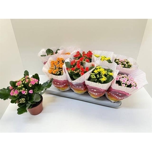 KAL GE PERF GEM 5 KL