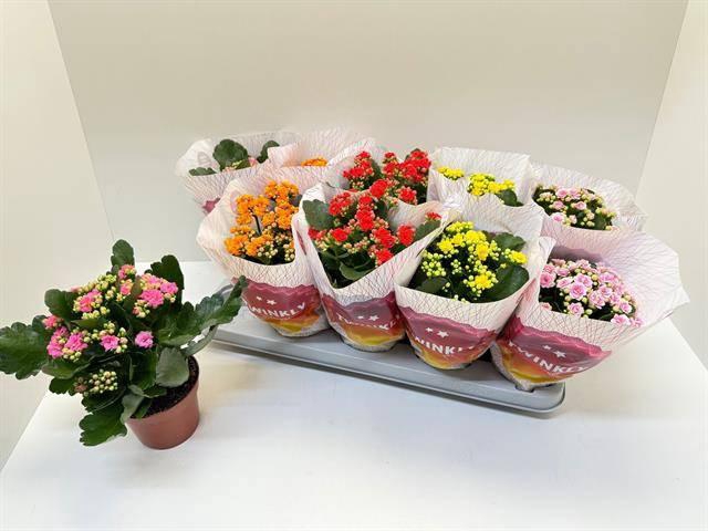 KAL GE PERF GEM 5 KL