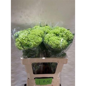 Viburnum Sneeuwbal 1+ Bal