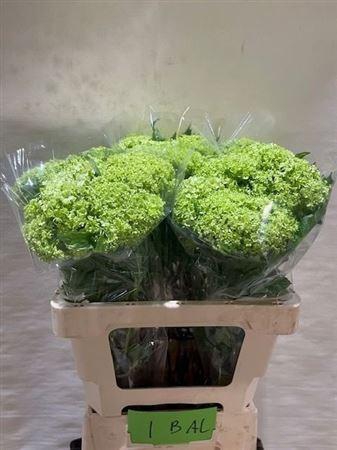 <h4>Viburnum Sneeuwbal 1+ Bal</h4>
