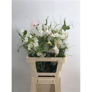 Lathyr White Wedding