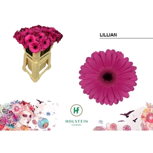 Germini Lillian Water