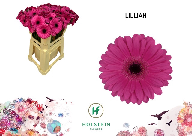 <h4>GE MI LILLIAN Emmer x80</h4>