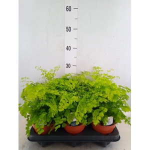 Adiantum raddi. 'Fragrans'