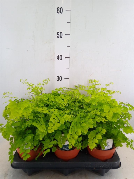 <h4>Adiantum raddi. 'Fragrans'</h4>