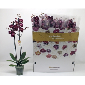 PHAL EL DEBORA