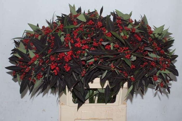 <h4>EUPH F T K SAMTROT</h4>