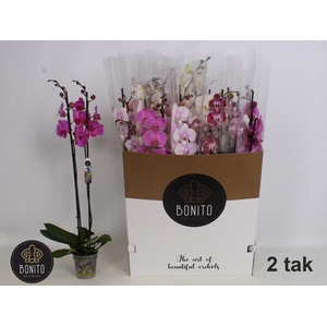 PHAL GEM 7 KL