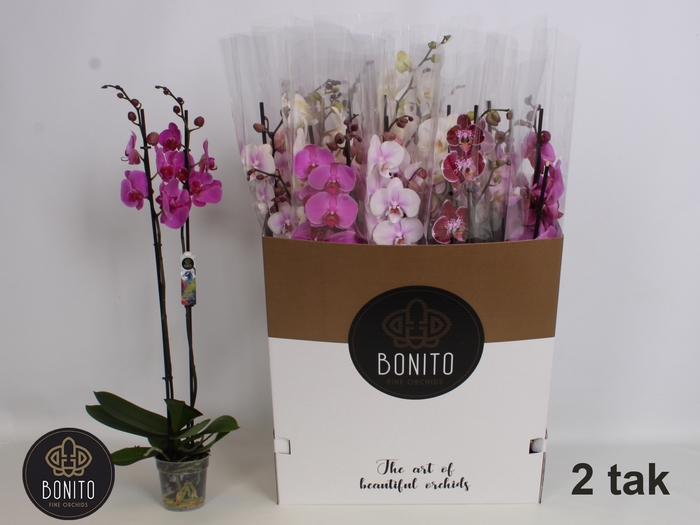 <h4>PHAL GEM 7 KL</h4>