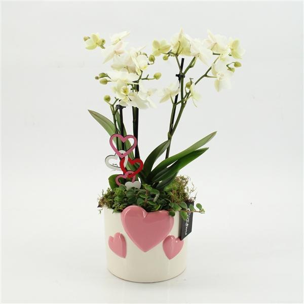 <h4>Arrangementen Phalaenopsis mt H%</h4>