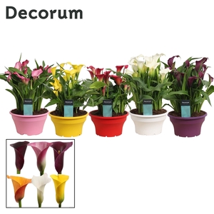 Zantedeschia Mix in ton-sur-ton Schaal Ariel (Decorum)