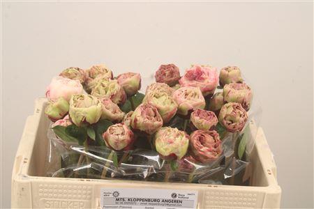 <h4>Paeo L Class Act</h4>