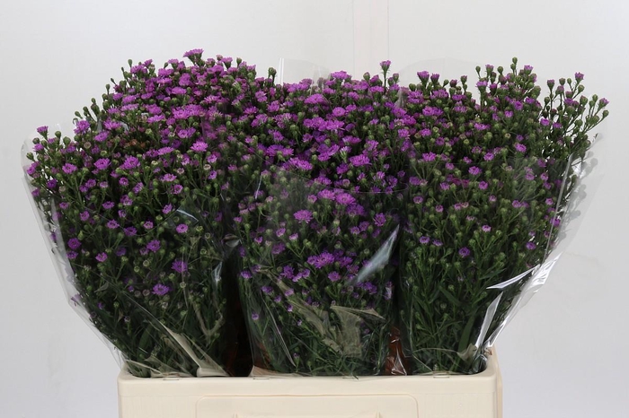 <h4>Aster Baby Pink</h4>
