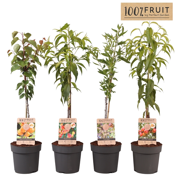 <h4>Prunus Persica mix laag P21</h4>