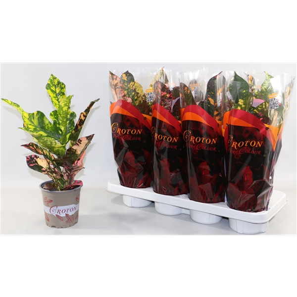 <h4>Croton Magnificent in design hoes"Sunshiners®"</h4>