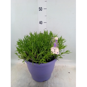 Lavandula angus. 'Essence Pure'