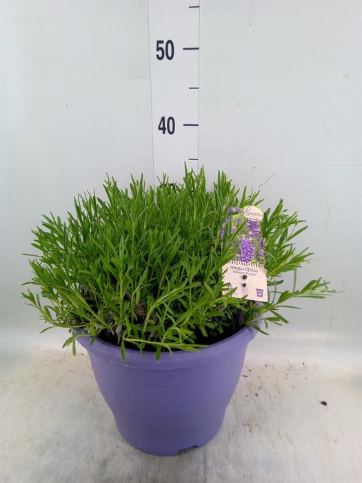 <h4>Lavandula angus. 'Essence Pure'</h4>