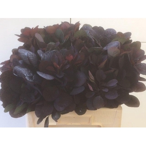 COTINUS ROYAL PURPLE COTI C ROYAL P