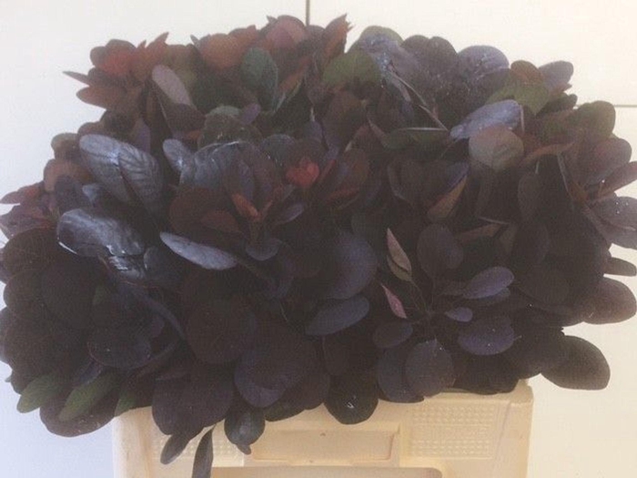 <h4>COTINUS ROYAL PURPLE bund x 10</h4>