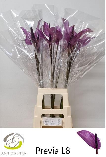<h4>Anthurium Previa</h4>