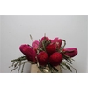 Banksia Speciosa Cerise