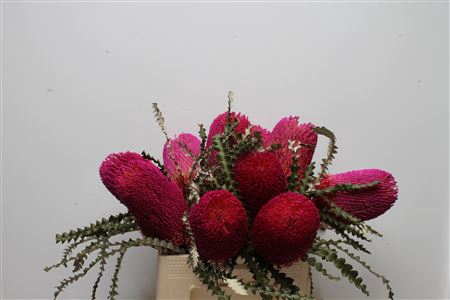 <h4>Banksia Speciosa Cerise</h4>