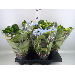 Hydrangea mac. 'Hovaria'
