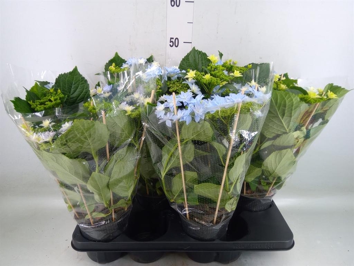<h4>Hydrangea mac. 'Hovaria'</h4>