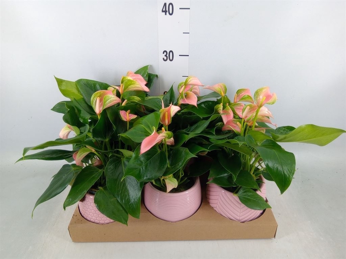 <h4>Anthurium   ...mix</h4>