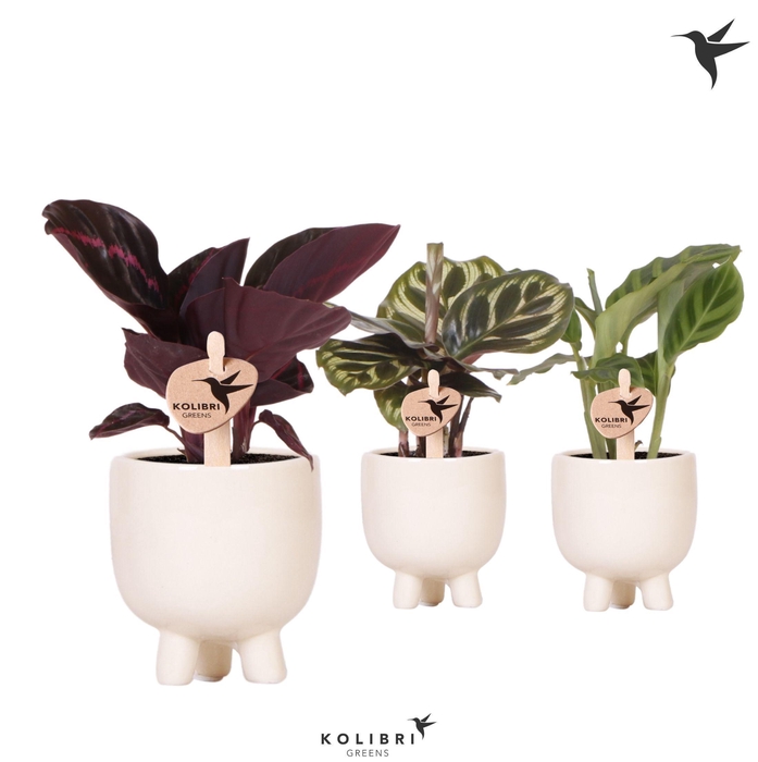 <h4>Kolibri Greens Calathea mix in Gummy pot travertine</h4>
