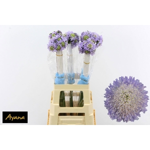 Scab At F Scoop Lave