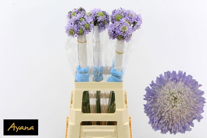 <h4>Scab At F Scoop Lave</h4>