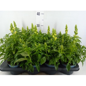 Antirrhinum majus   ...