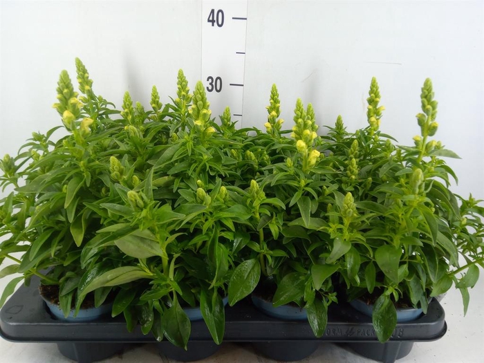 <h4>Antirrhinum majus   ...</h4>