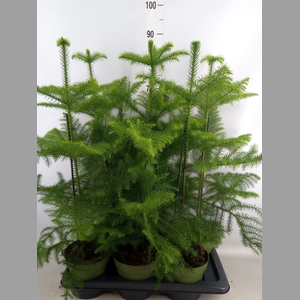 Araucaria heterophylla