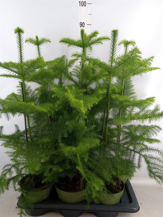 <h4>Araucaria heterophylla</h4>