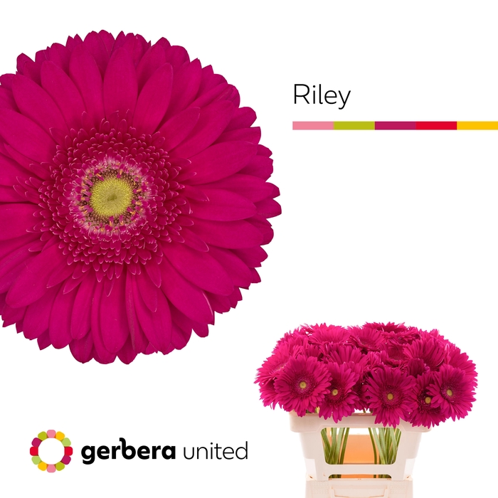<h4>Gerbera Riley Water x40</h4>