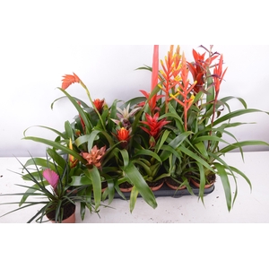 BROMELIA GEM 15 SRT