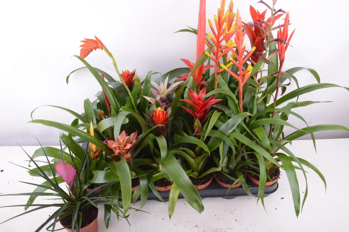 <h4>BROMELIA GEM 15 SRT</h4>