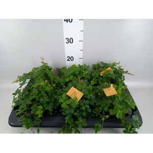 Parthenocissus inserta