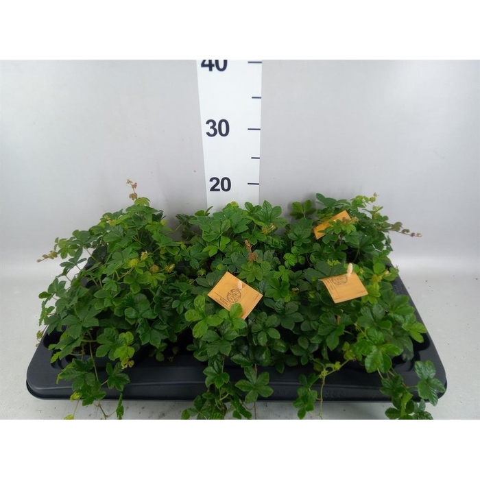 <h4>Parthenocissus inserta</h4>