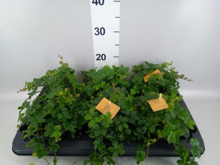 <h4>Parthenocissus inserta</h4>