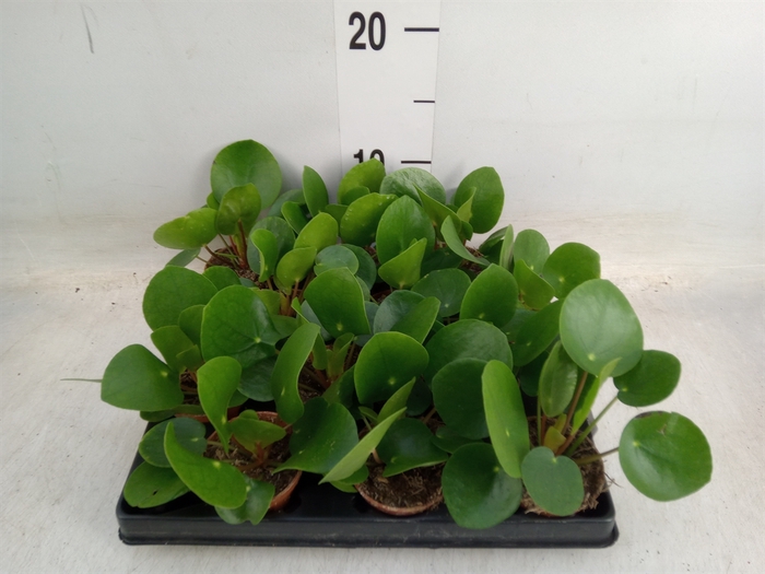 <h4>Pilea peperomoides</h4>