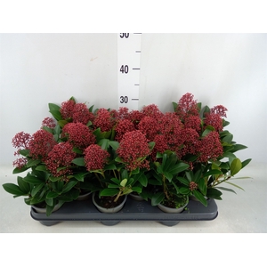 Skimmia jap. 'Rubella'