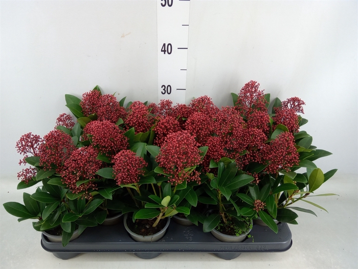 <h4>Skimmia jap. 'Rubella'</h4>