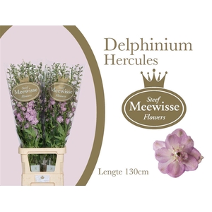 Delphinium Hercules