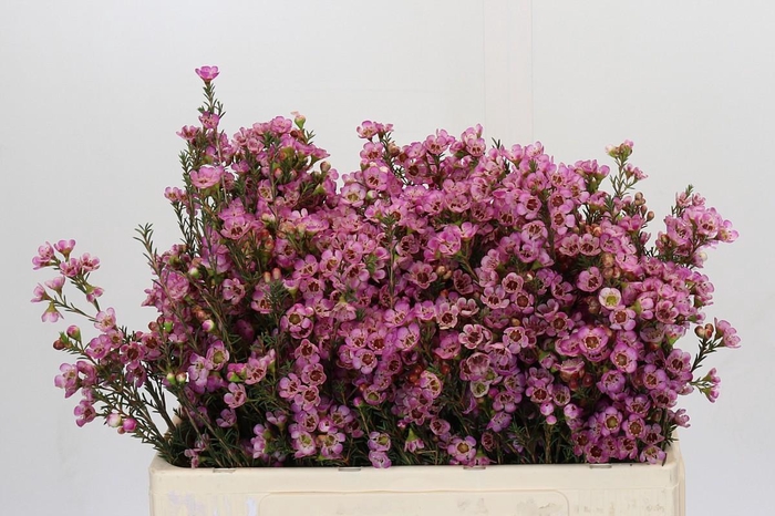 <h4>Chamelaucium Adi</h4>